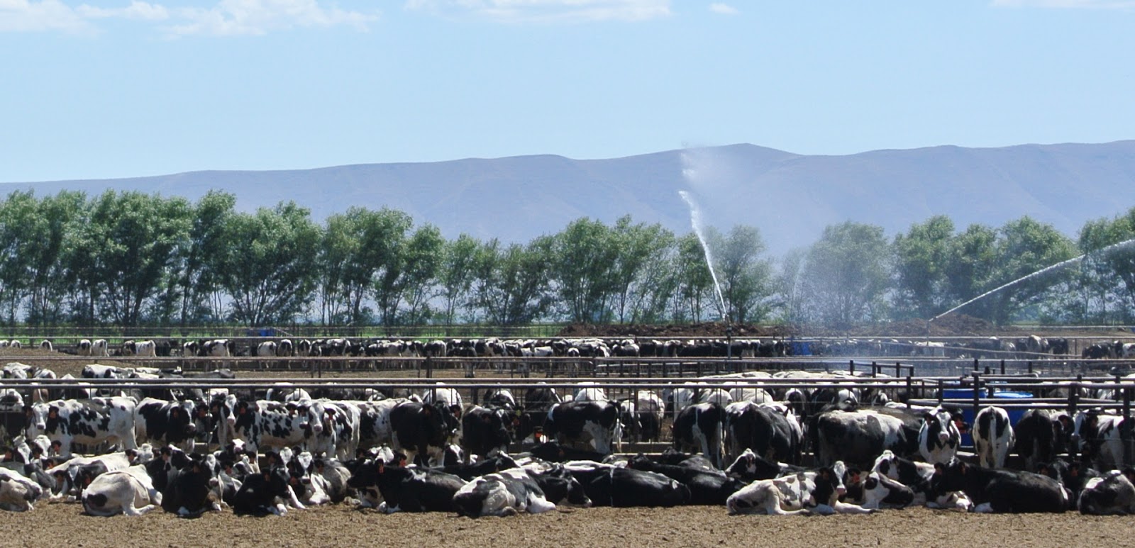 Concentrated Animal Feeding Operation (CAFO) Permit Update - in English /  en Español - Front and Centered